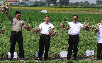 Menteri Pertanian: Brebes akan Ekspor Bawang ke 4 Negara Asia