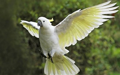 Burung Kakaktua yang Nasibnya Su'ul Khotimah