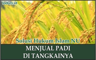 Menjual Padi dengan Sistem Kontrak