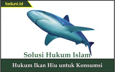 Hukum Ikan Hiu untuk Konsumsi