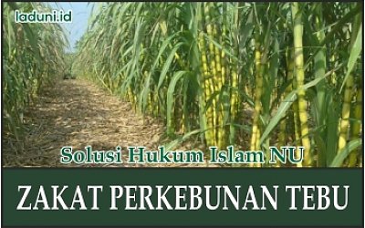Hukum Zakat Perkebunan Tebu