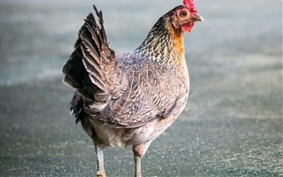 Syekh Abdul Qodir Jaelani Menghidupkan Kembali Tulang Belulang Ayam