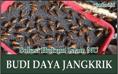 Inilah Hukum Budi Daya Jangkrik