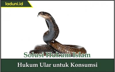 Hukum Ular untuk Konsumsi