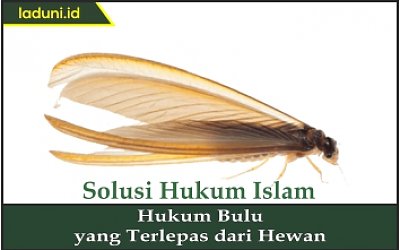 Hukum Bulu yang Terlepas dari Hewan