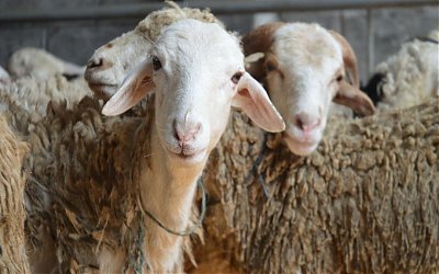Gus Nadir: Qurban dan Tradisi (bagian 1)