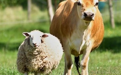 Hukum Hewan Qurban untuk Orang yang Sudah Meninggal