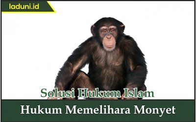Hukum Memelihara Monyet