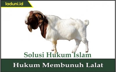 Hukum Anak Kambing yang Menyusu pada Anjing