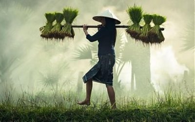 Ulama dan Pekerjaan Pilihan