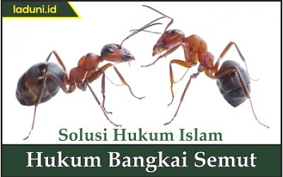 Hukum Bangkai Semut