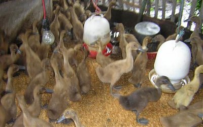 Mengais Duit Lewat Pemeliharaan Bebek