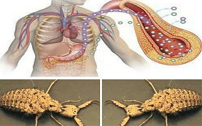 Temuan Langka, Hewan Undur-undur Ternyata Ampuh Sembuhkan Diabetes
