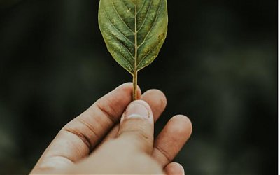 Filosofi Selembar Daun