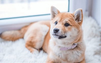 Hukum Memelihara Anjing bagi Umat Muslim