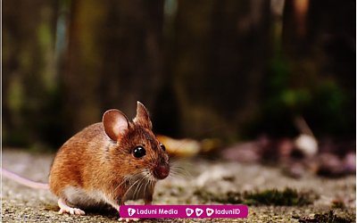 Hukum Minyak Goreng Kemasukan Bangkai Tikus