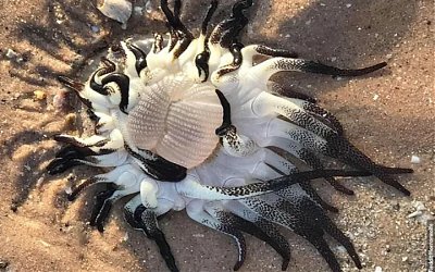 Gurita Super Aneh Hebohkan Warga Pesisir Pantai Broome