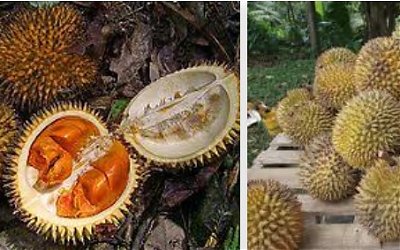 Meluruskan Persepsi Miring tentang Durian 