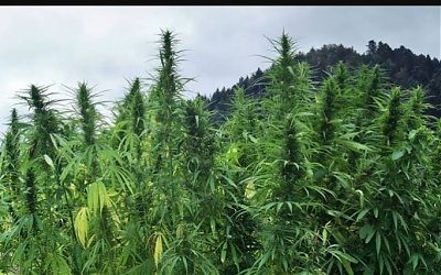 Thailand Resmi Legalkan Ganja untuk Kesehatan, Hadiah Tahun Baru dari Parlemen