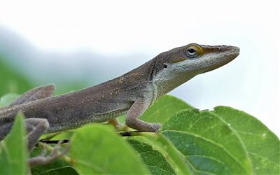 Seperti Manusia, Kadal Anole Punya