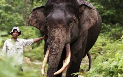 Ilmuwan Buktikan Gajah Memang Punya Daya Ingat Kuat