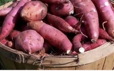 Manfaat Ubi Jalar Bagi Kesehatan