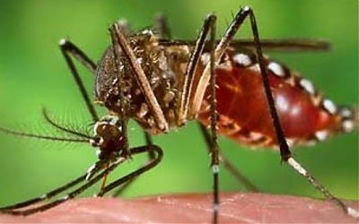 Waspadai Penyakit DBD, Kenali Virus, Gejala Awal, dan Pencegahannya