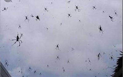 Hujan Laba-laba Turun di Langit Brasil, Apa yang Terjadi?
