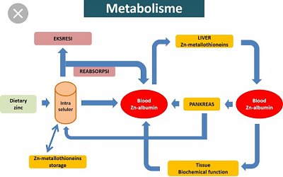 6 Trik Sederhana Dongkrak Metabolisme Tubuh
