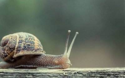 Spesies Siput Pohon Terakhir Mati dan Spesiesnya Dinyatakan Punah