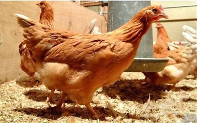 Ilmuwan Berhasil Modifikasi Ayam Untuk Hasilkan Telur Pencegah Kanker