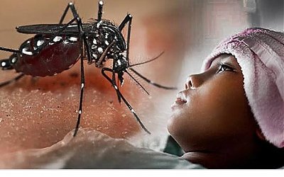 Ilmuwan Menyebutkan Orang yang Terinfeksi DBD Terlindung dari Zika