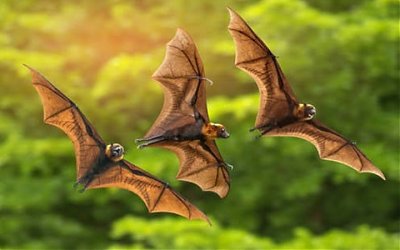 Kala Kelelawar Ditegur Nabi Sulaiman dan Kemalasannya