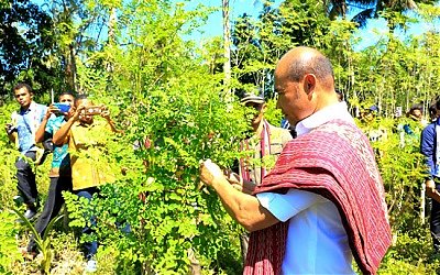 Tepung Kelor di NTT Jadi Daya Tarik Negara Jepang