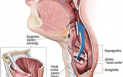 Mengenal Anatomi dan Fisiologi: Desain Allah
