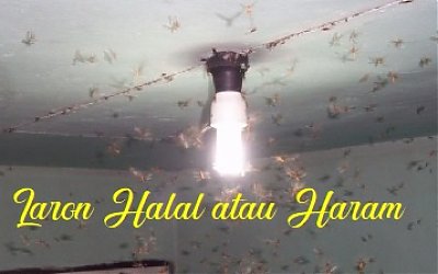 Laron, Halal atau Haram untuk Dikonsumsi?