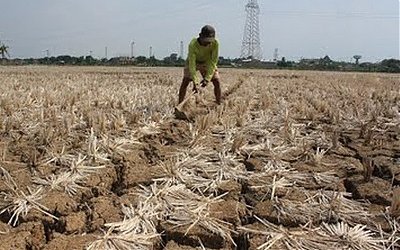 Kementan Optimis Jaga Produksi Padi Di Musim Kering
