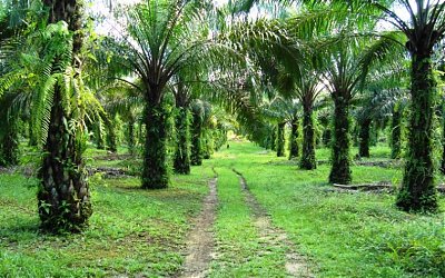 Presiden Keluarkan Inpres Penundaan Pelepasan Kawasan Hutan Untuk Perkebunan Sawit