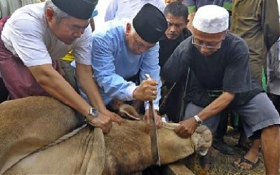 Tata Cara Pembagian Daging Qurban
