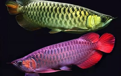 Kisah Seekor Ikan Arwana dengan Santri dan Kyainya