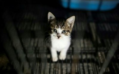 lnggris Larang Penjualan Anak Anjing dan Kucing di Toko Hewan