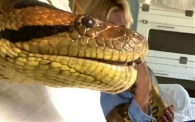 Ini Dia Medusa, Ular Anaconda Besar Pemangsa Manusia