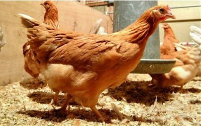 Ayam Rekayasa Genetik Ini Hasilkan Telur Mengandung Obat Kanker
