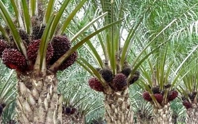 Peran Indonesia di Bidang Sawit Diperhitungkan Dunia Internasional