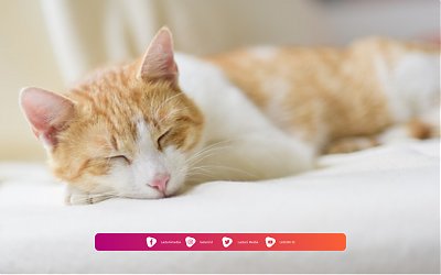 Hukum Shalat di Tempat Bekas Kucing