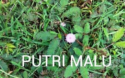 Putri Malu Efektif Atasi Penyakit Akibat Penyempitan Pembuluh Darah di Kepala