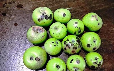 Jeritan Hati Petani Apel di Malang