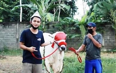 Mahasiswa Ini Mampu Raup Miliaran Rupiah dari Beternak Sapi, Begini Kisahnya