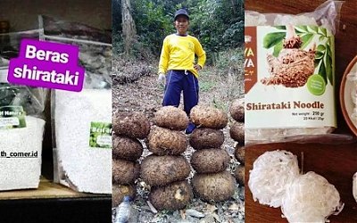 Di Masa Depan, Porang Diprediksi Jadi Makanan Pokok Pengganti Beras