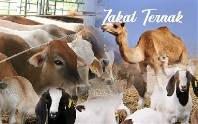 Ketentuan Lengkap Nishab Zakat Ternak yang Harus Dikeluarkan